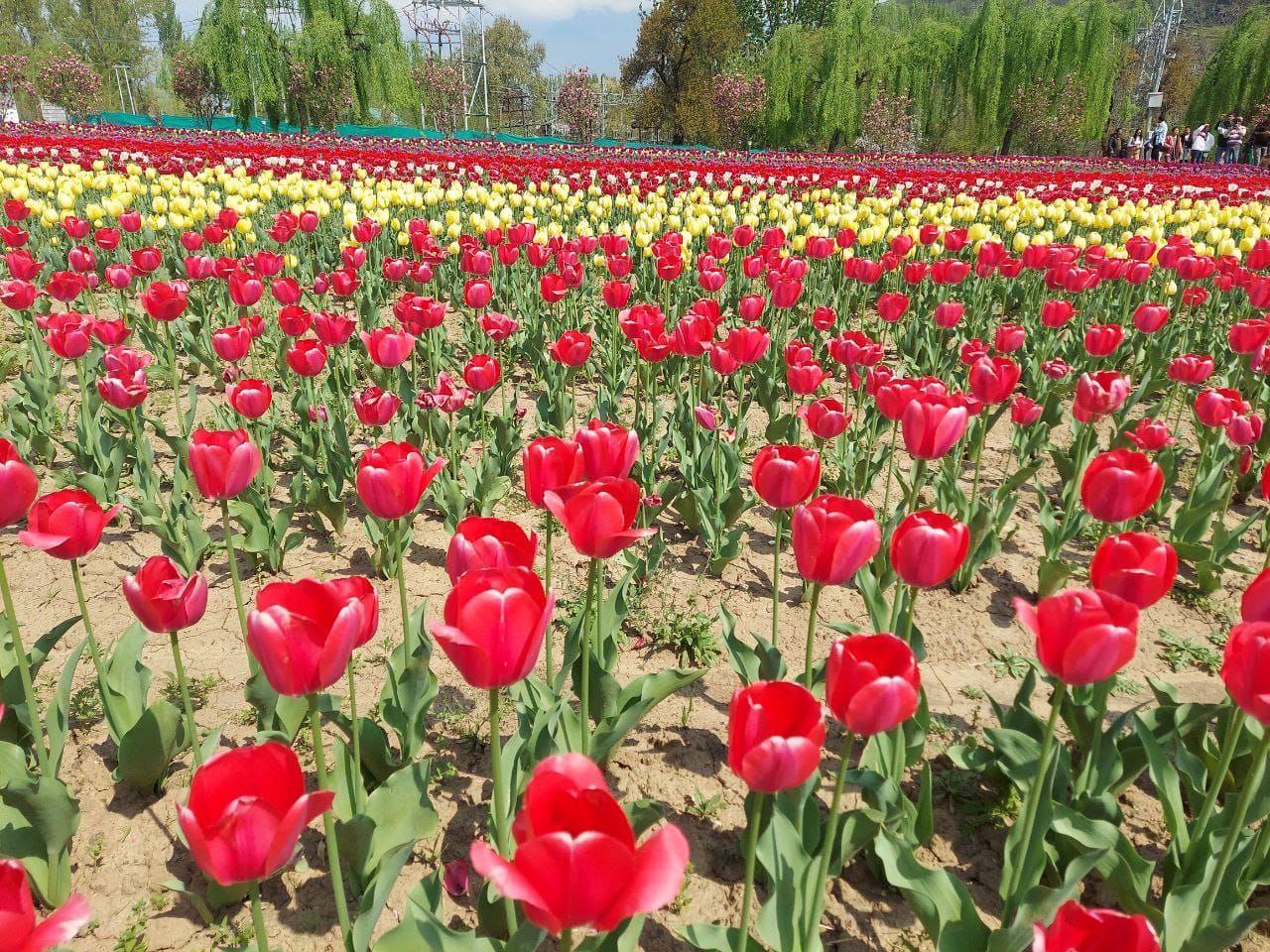 Tulip Garden Special – Spring in Kashmir